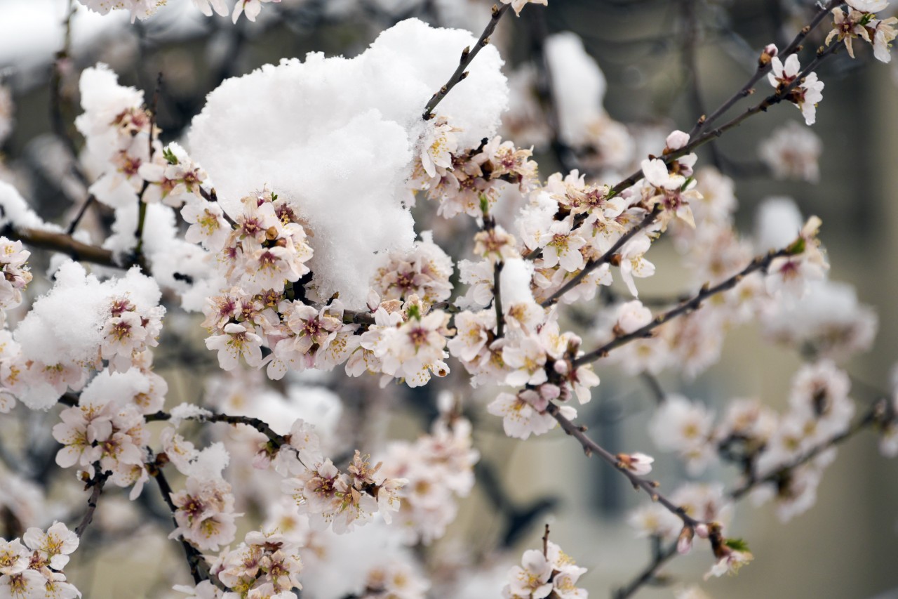 Gümüşhane 20 Mart'ta beyaza büründü 2
