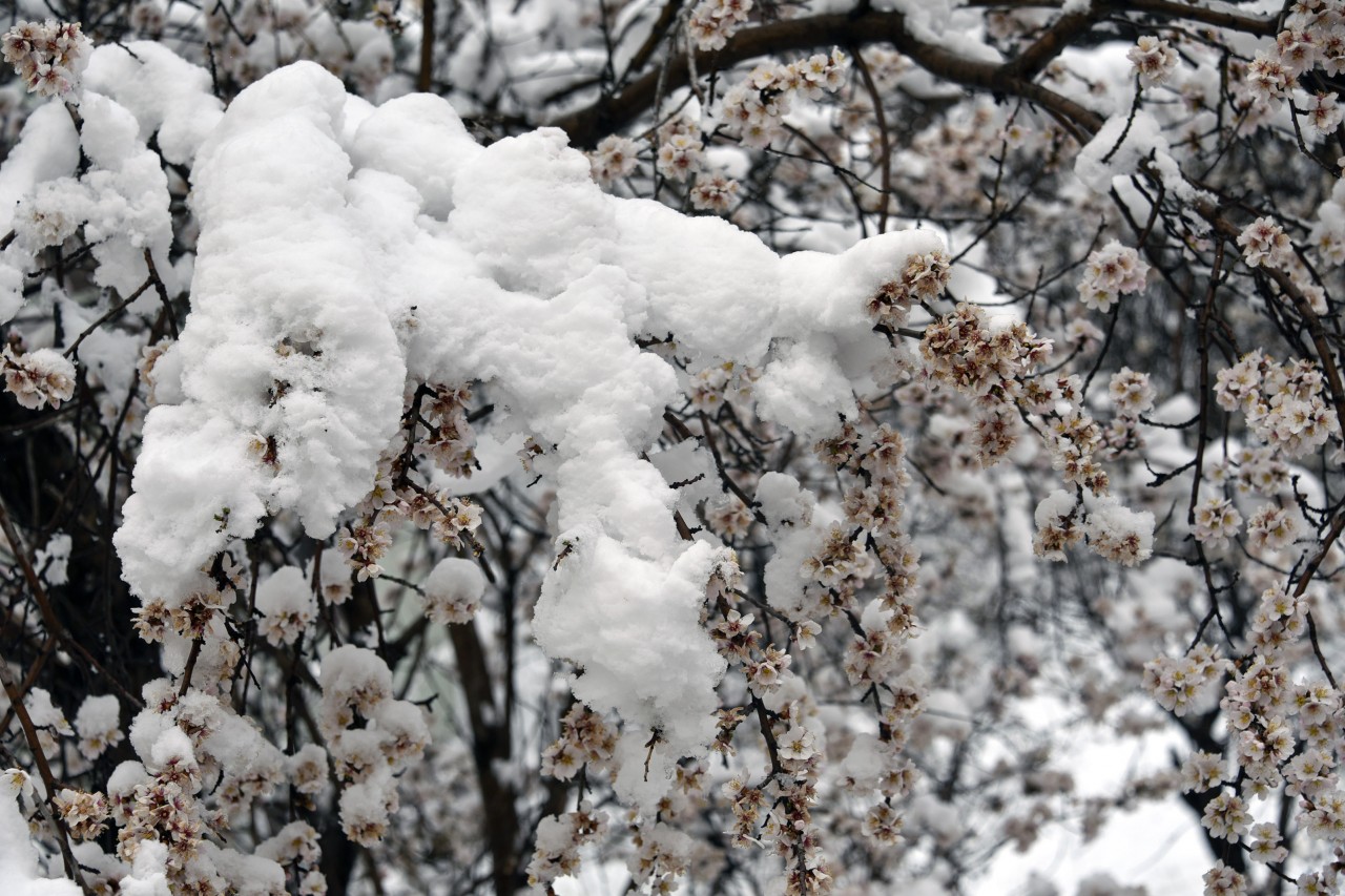 Gümüşhane 20 Mart'ta beyaza büründü 8