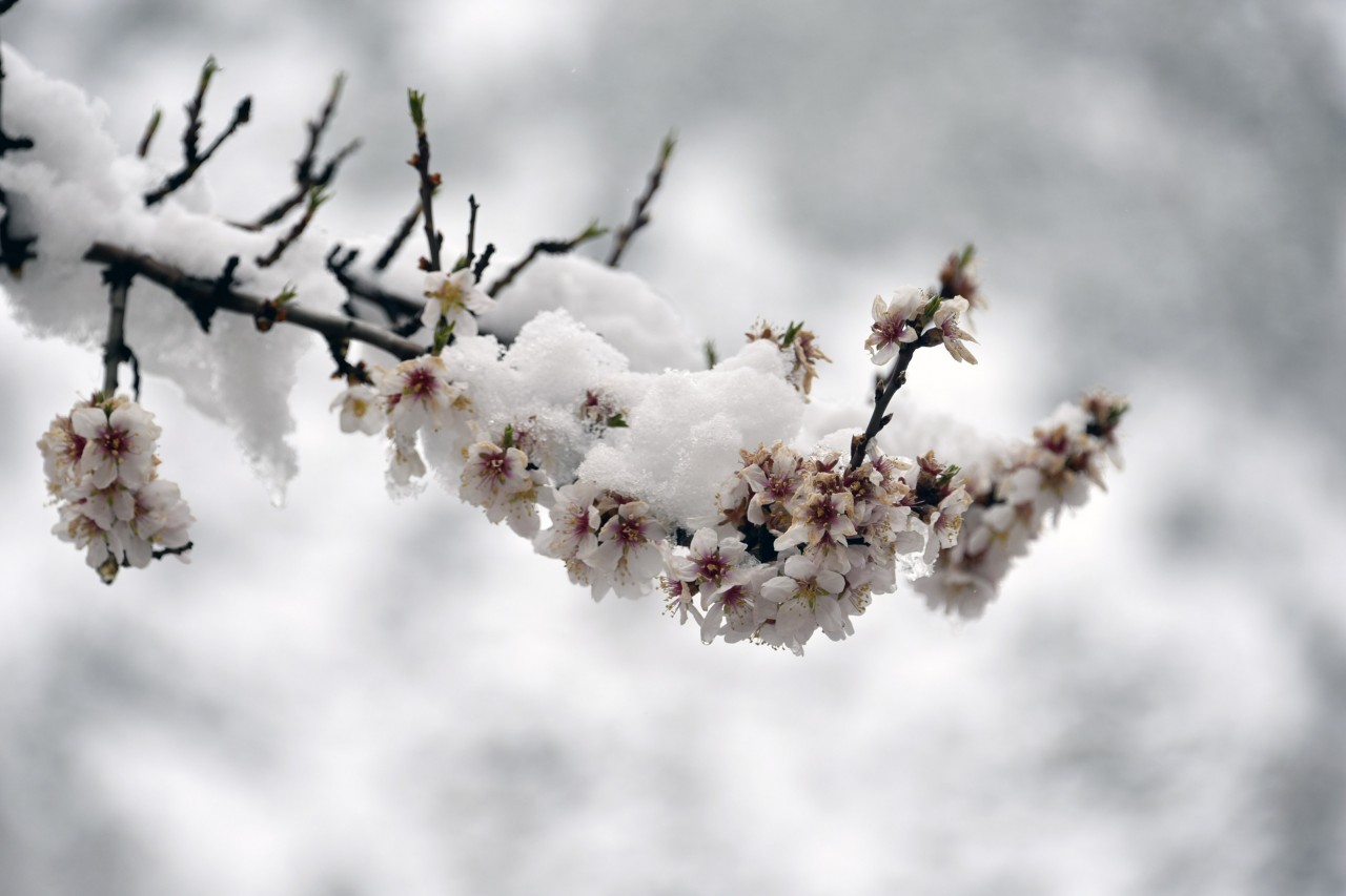 Gümüşhane 20 Mart'ta beyaza büründü 9