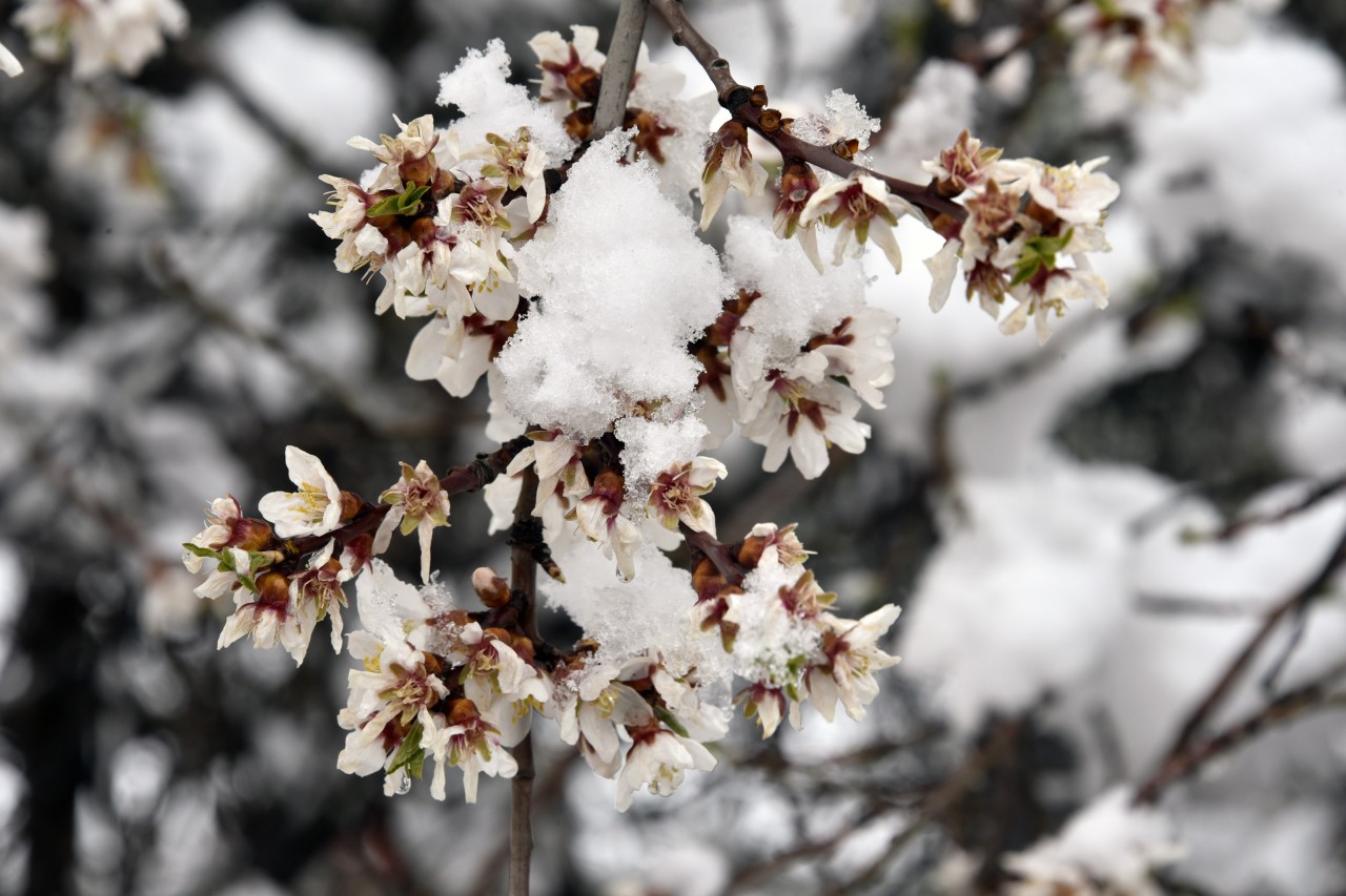 Gümüşhane 20 Mart'ta beyaza büründü 11