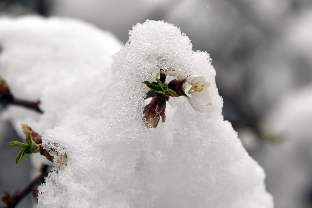 Gümüşhane 20 Mart'ta beyaza büründü 12