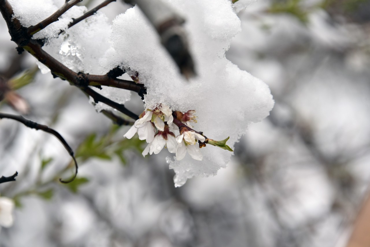 Gümüşhane 20 Mart'ta beyaza büründü 13