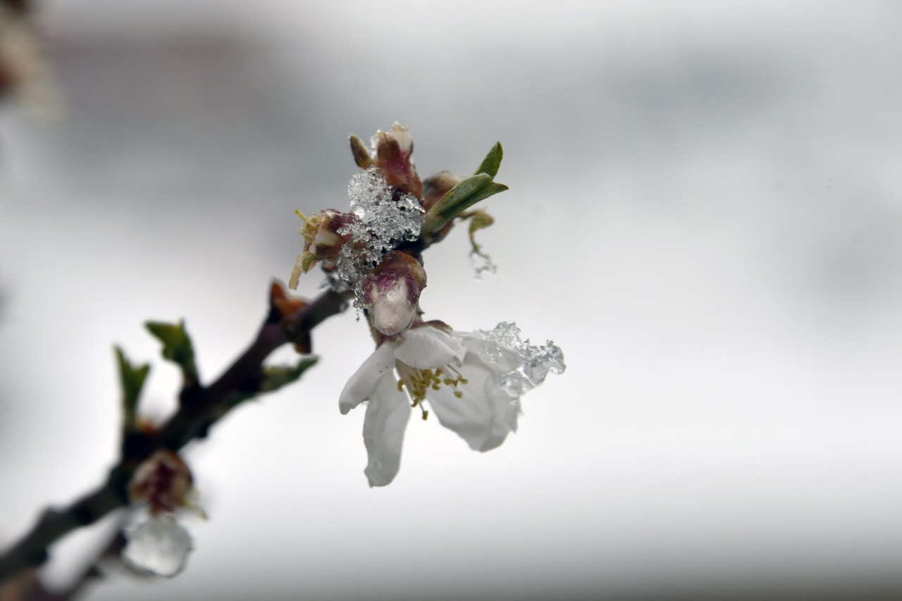 Gümüşhane 20 Mart'ta beyaza büründü 14