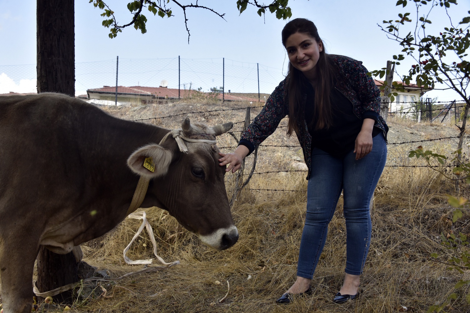 Bayburt’tan kaçan inek Gümüşhane’de bulundu 3