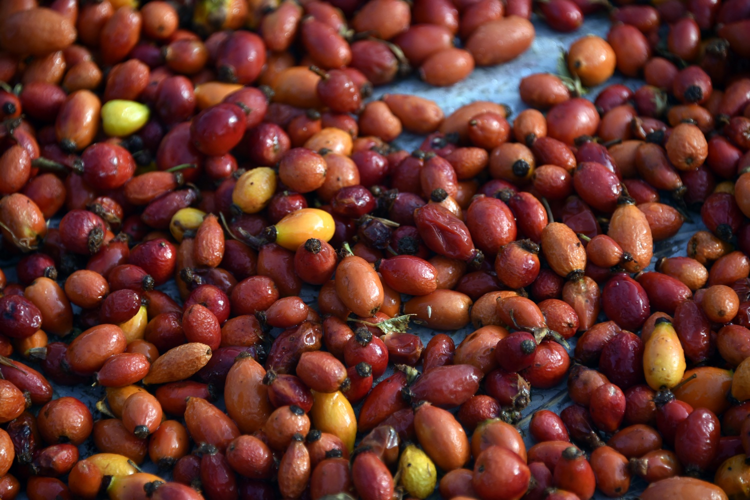 Fabrikanın bahçesi kırmızı renge büründü 1