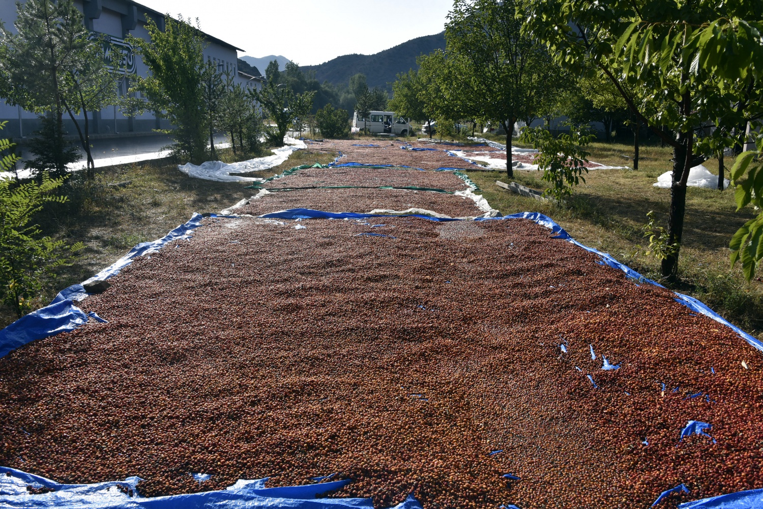 Fabrikanın bahçesi kırmızı renge büründü 22