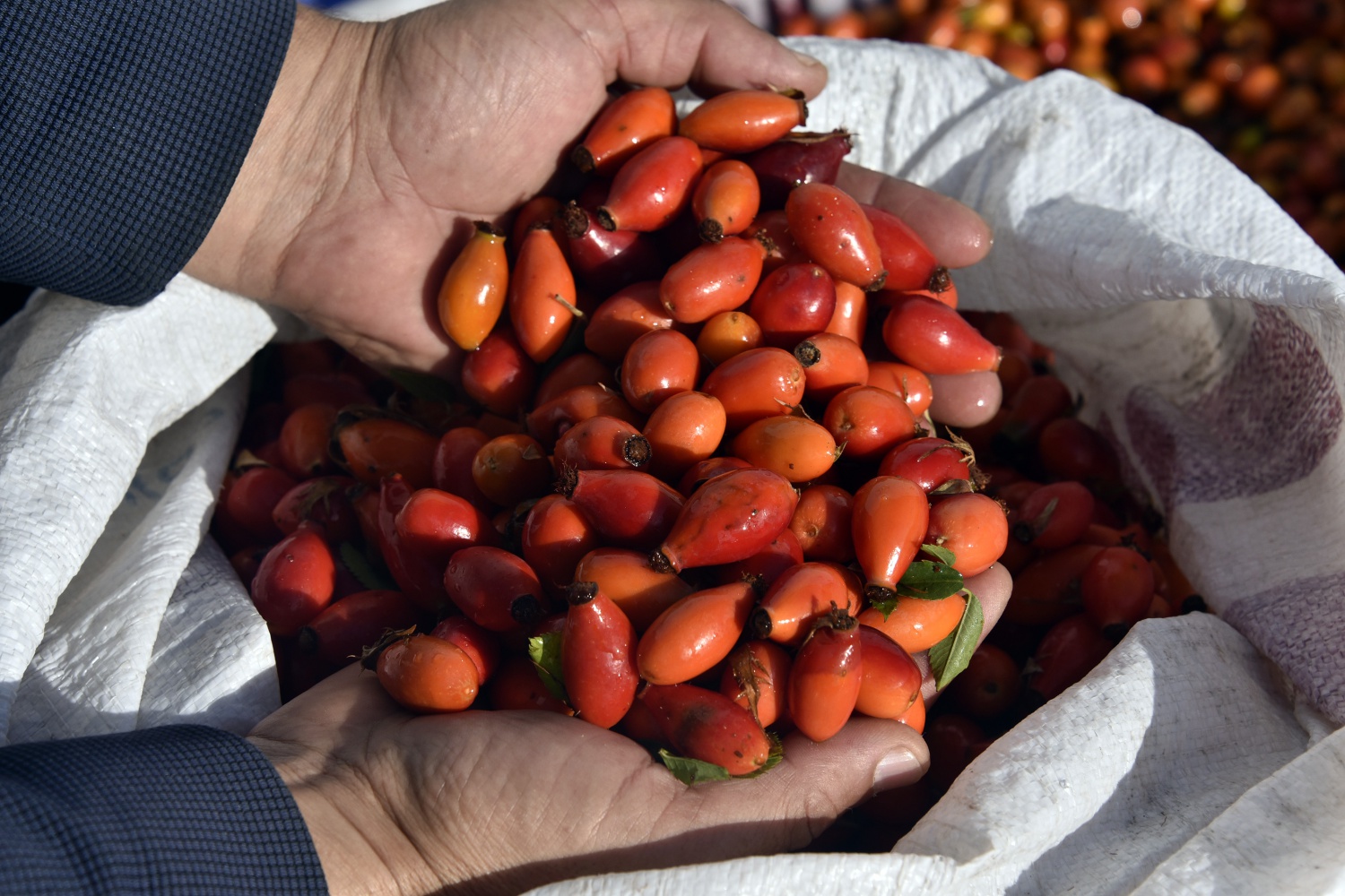 Fabrikanın bahçesi kırmızı renge büründü 14