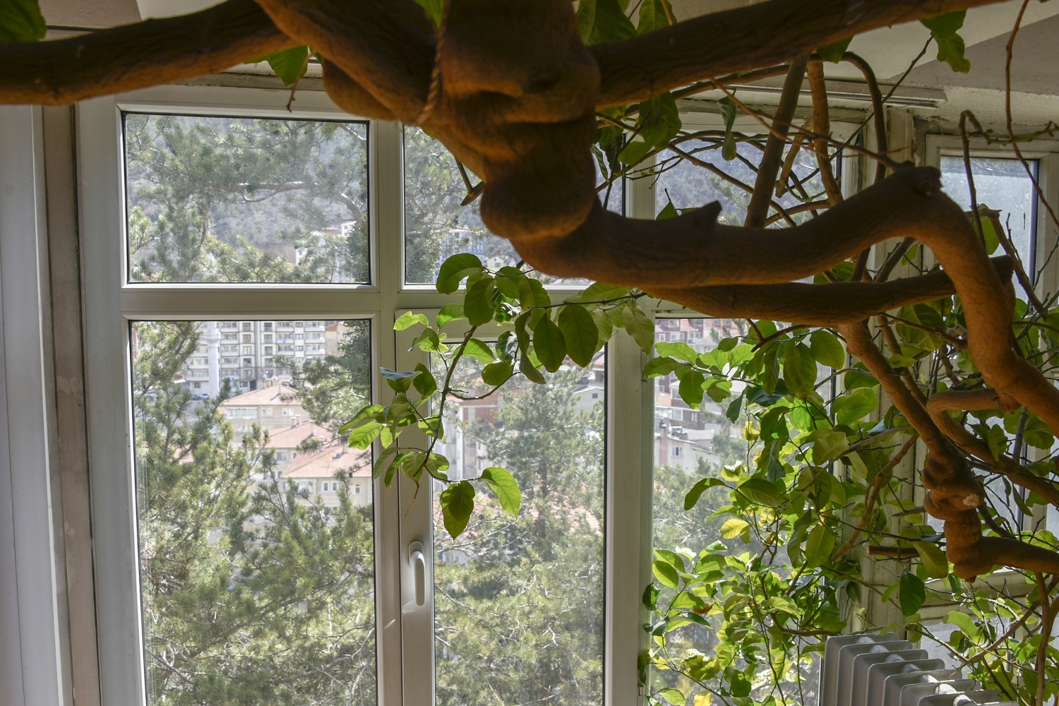 Limon ağaçlı kütüphane ilgi çekiyor 16