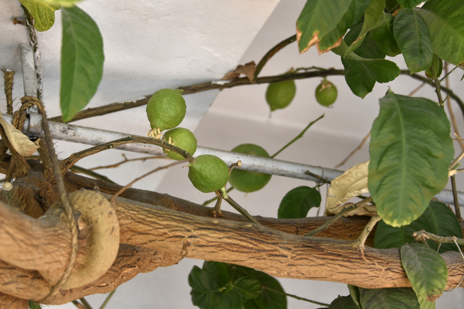 Limon ağaçlı kütüphane ilgi çekiyor 17