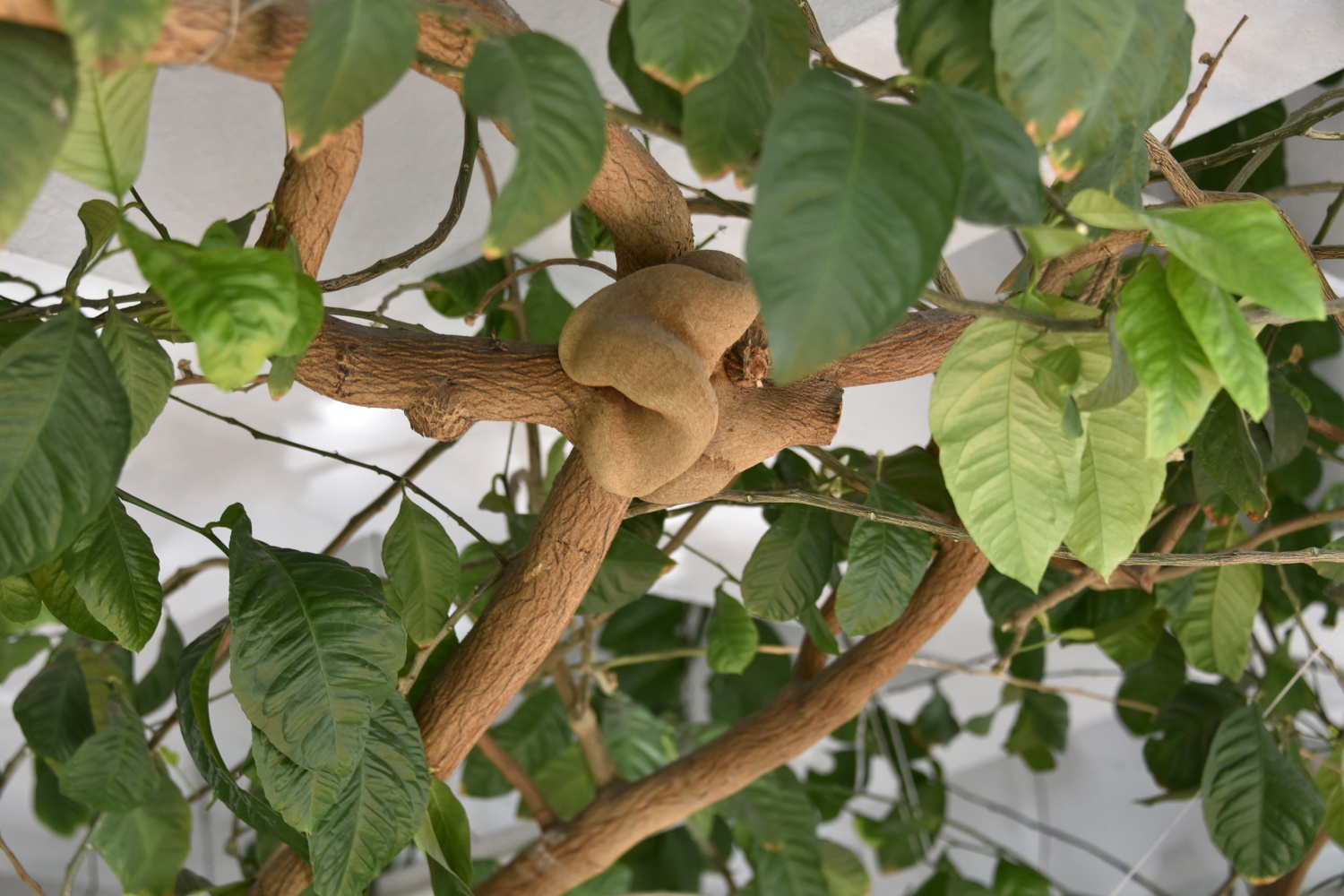 Limon ağaçlı kütüphane ilgi çekiyor 5