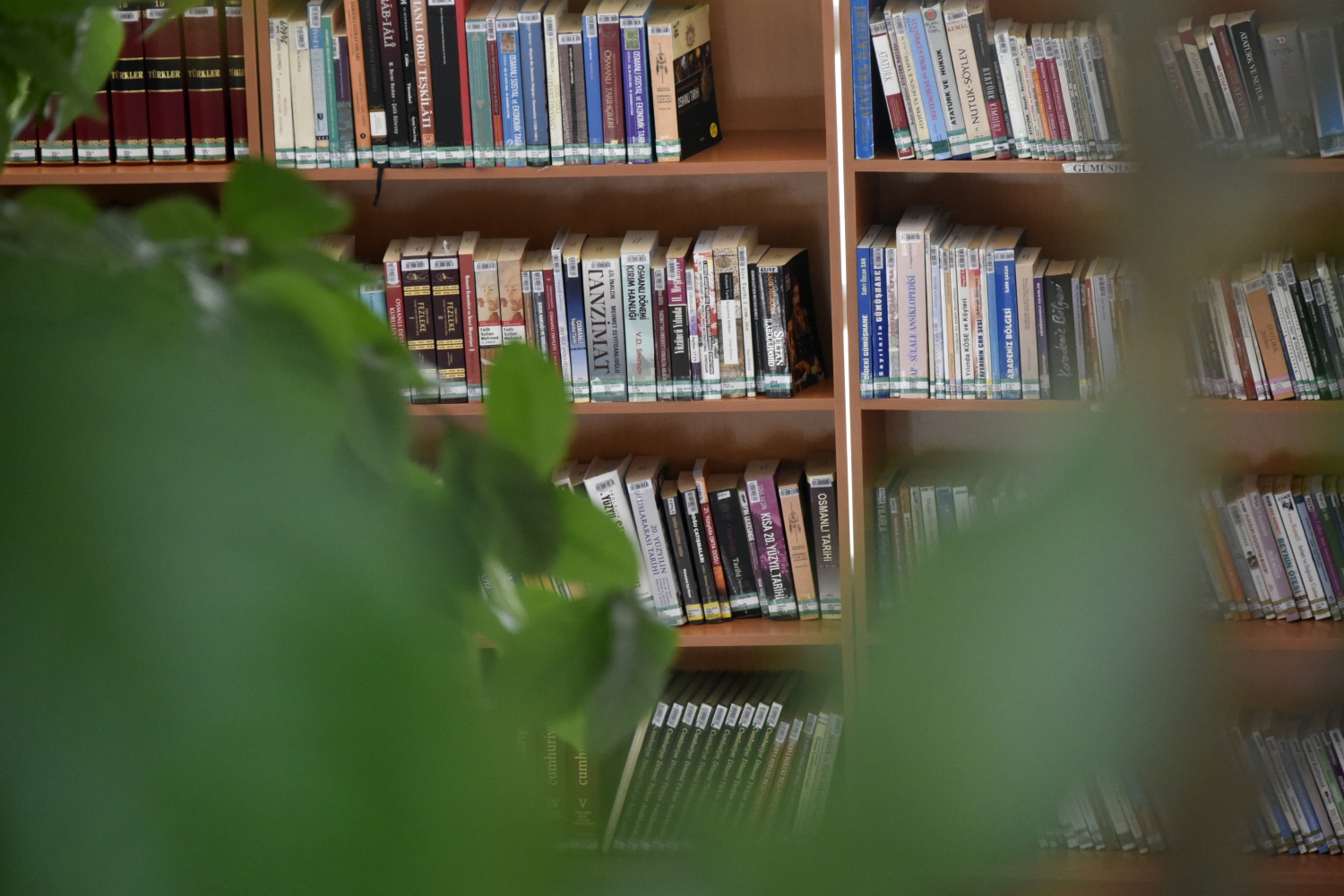 Limon ağaçlı kütüphane ilgi çekiyor 7