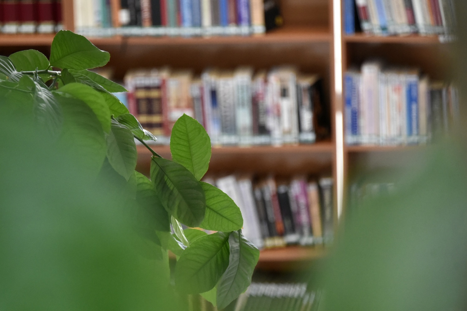 Limon ağaçlı kütüphane ilgi çekiyor 9