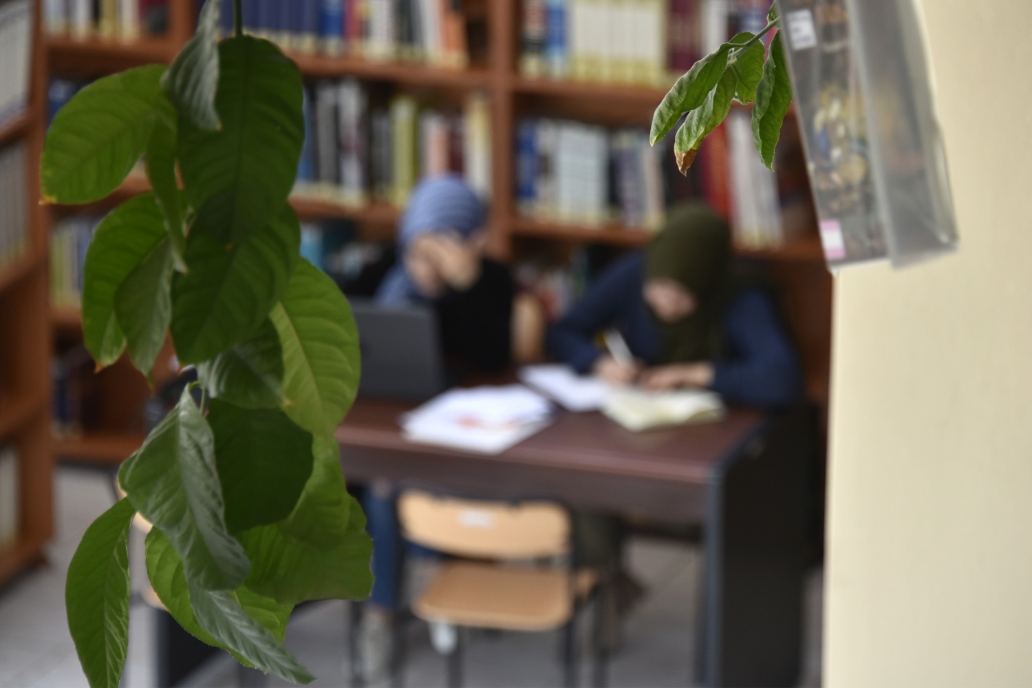 Limon ağaçlı kütüphane ilgi çekiyor 4