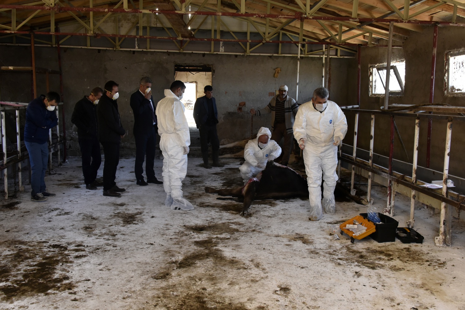 O ahırda dün gece 2 hayvan daha telef oldu 1