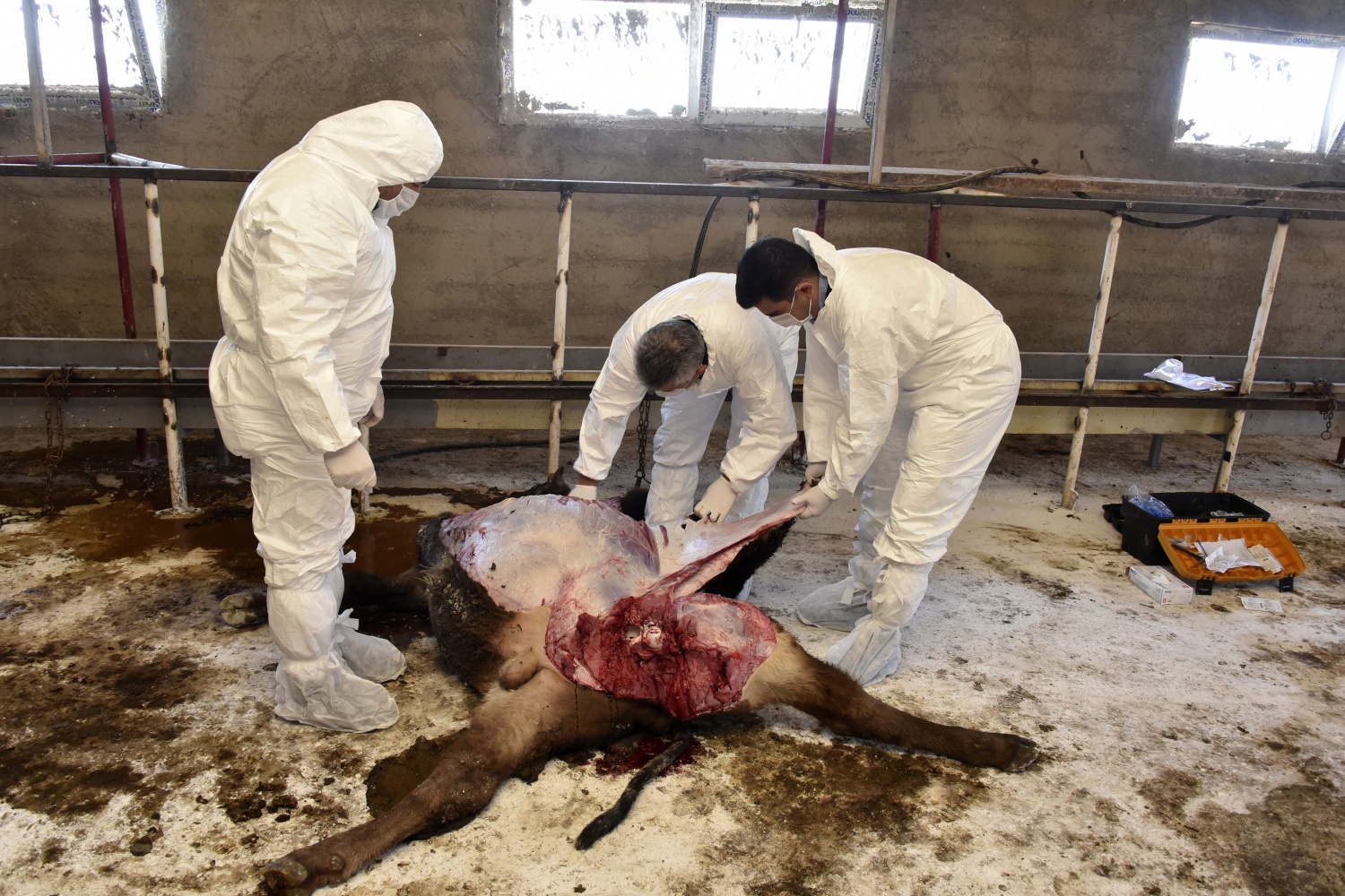 O ahırda dün gece 2 hayvan daha telef oldu 5