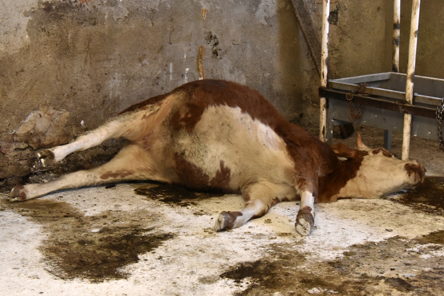 O ahırda dün gece 2 hayvan daha telef oldu 4