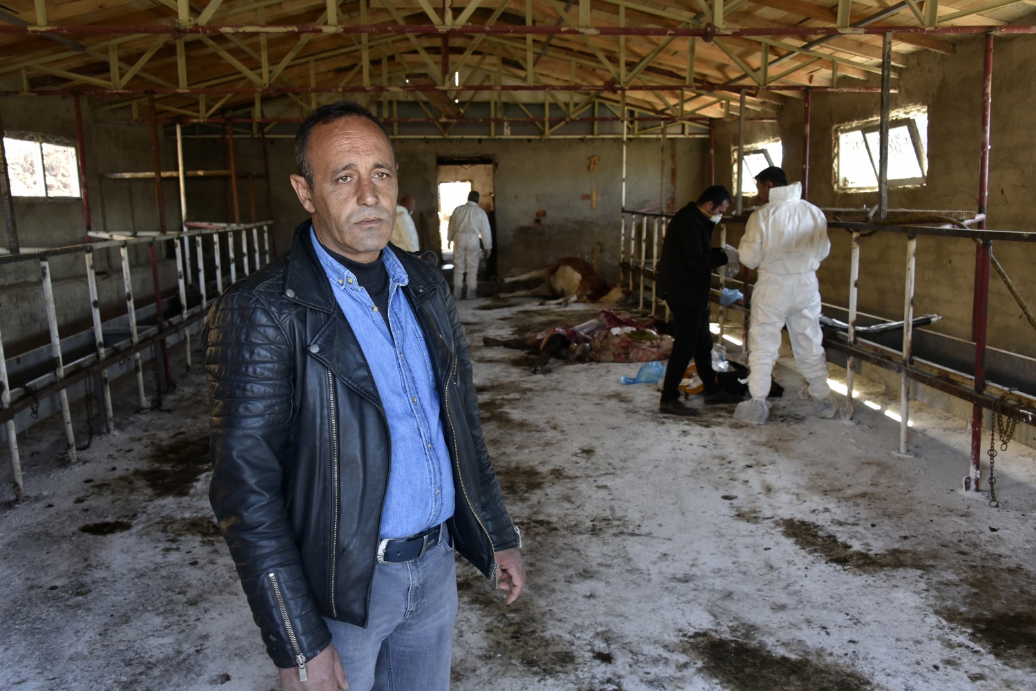 O ahırda dün gece 2 hayvan daha telef oldu 9