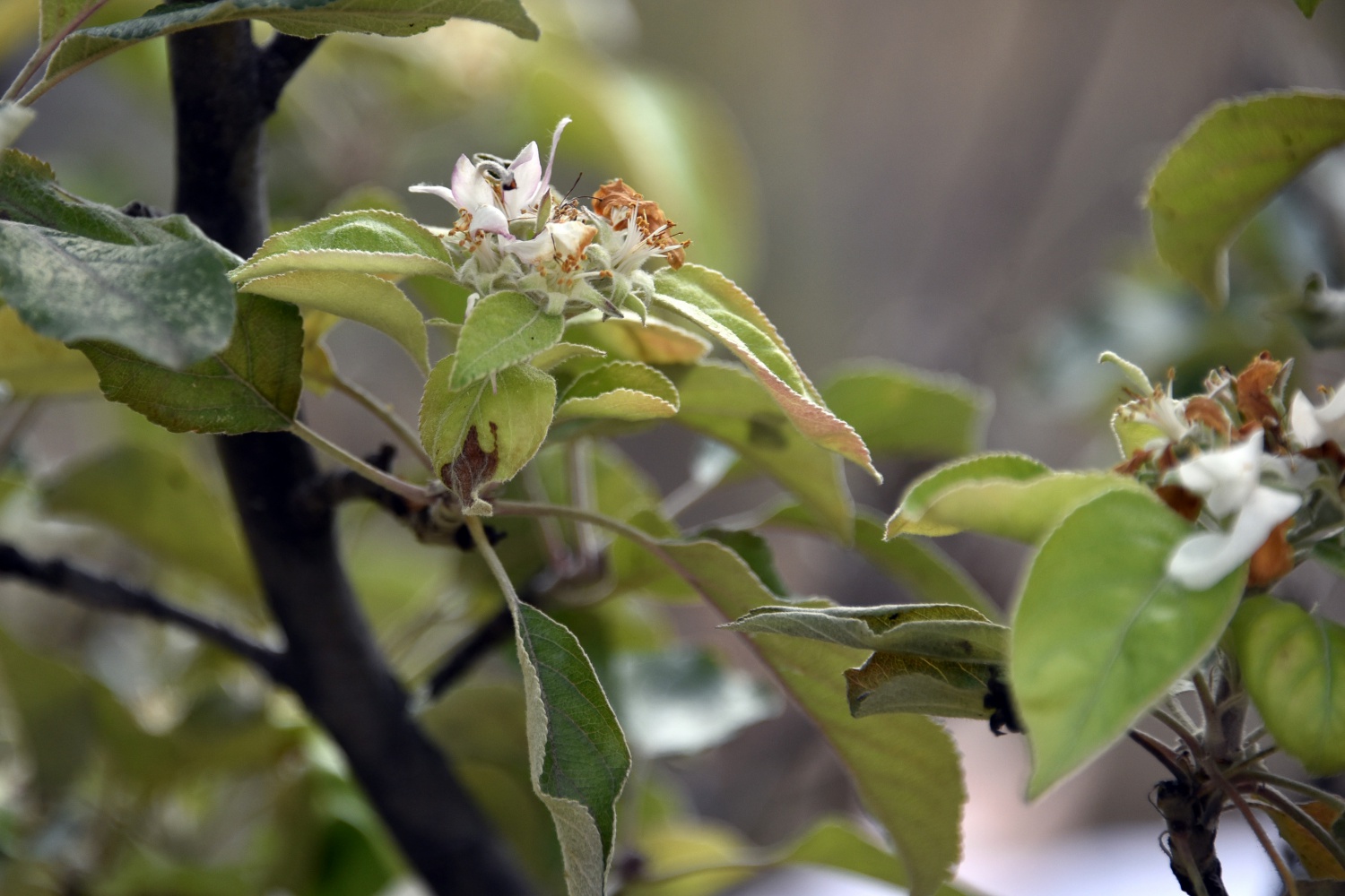Kışı beklerken Kasım ayı ortasında elma ağacı çiçek açtı 7