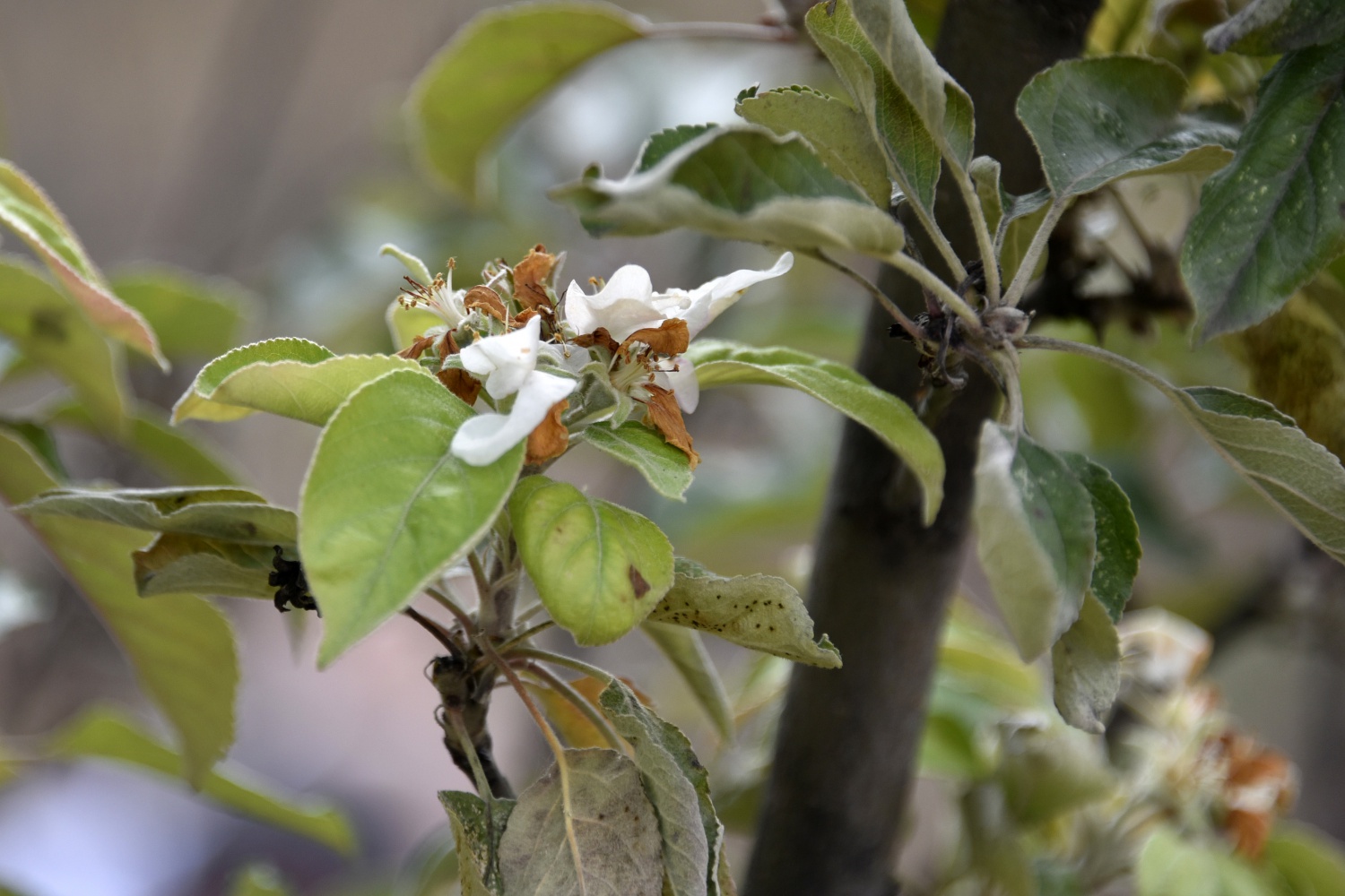Kışı beklerken Kasım ayı ortasında elma ağacı çiçek açtı 4