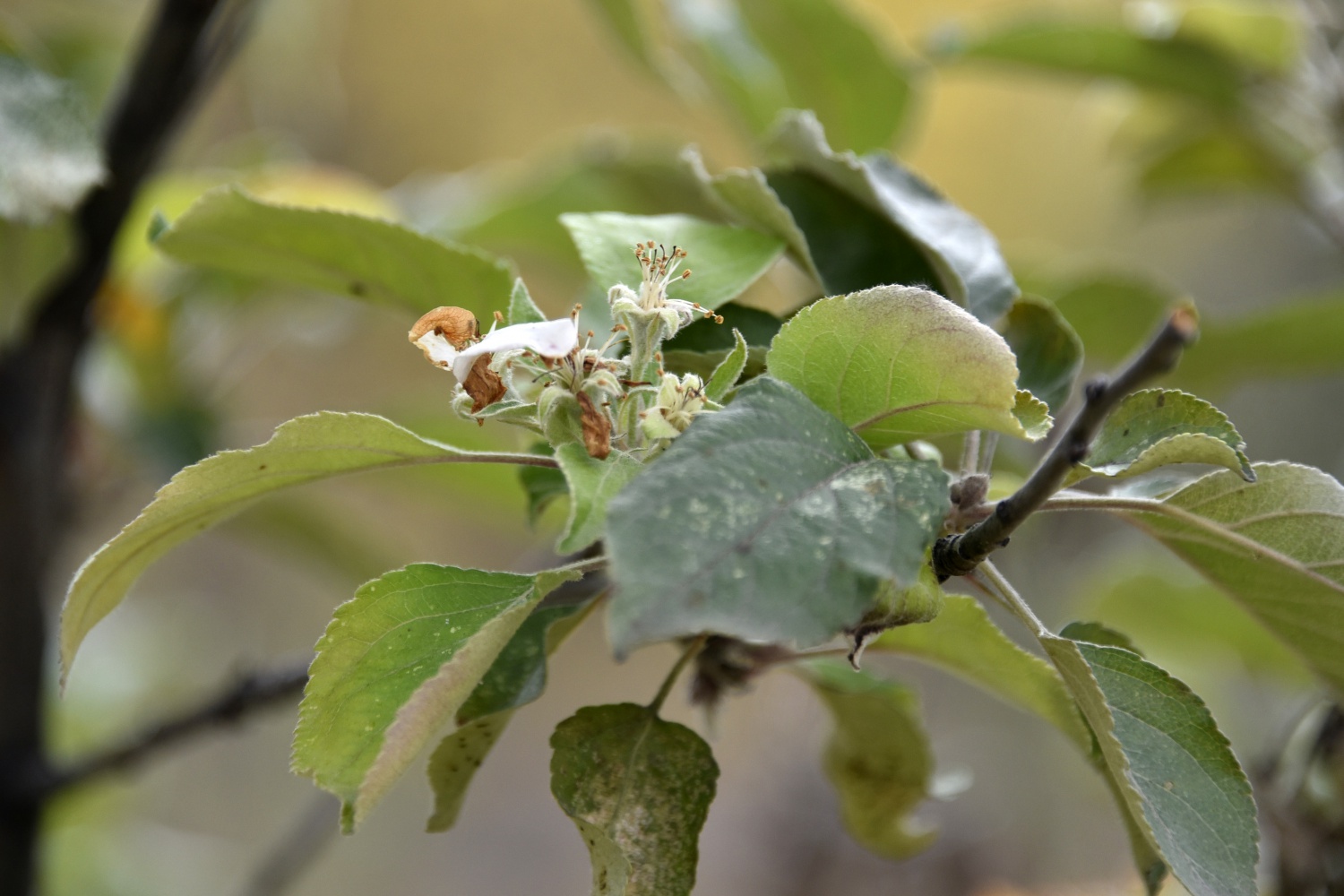 Kışı beklerken Kasım ayı ortasında elma ağacı çiçek açtı 2
