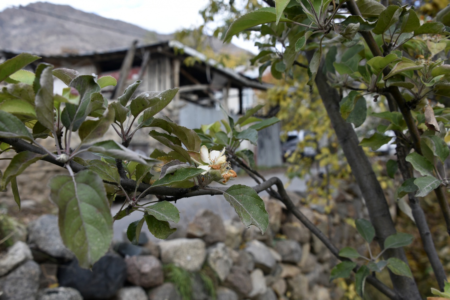 Kışı beklerken Kasım ayı ortasında elma ağacı çiçek açtı 1