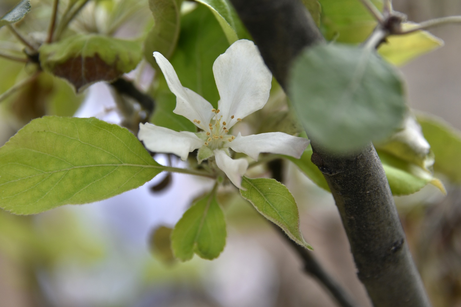 Kışı beklerken Kasım ayı ortasında elma ağacı çiçek açtı 3