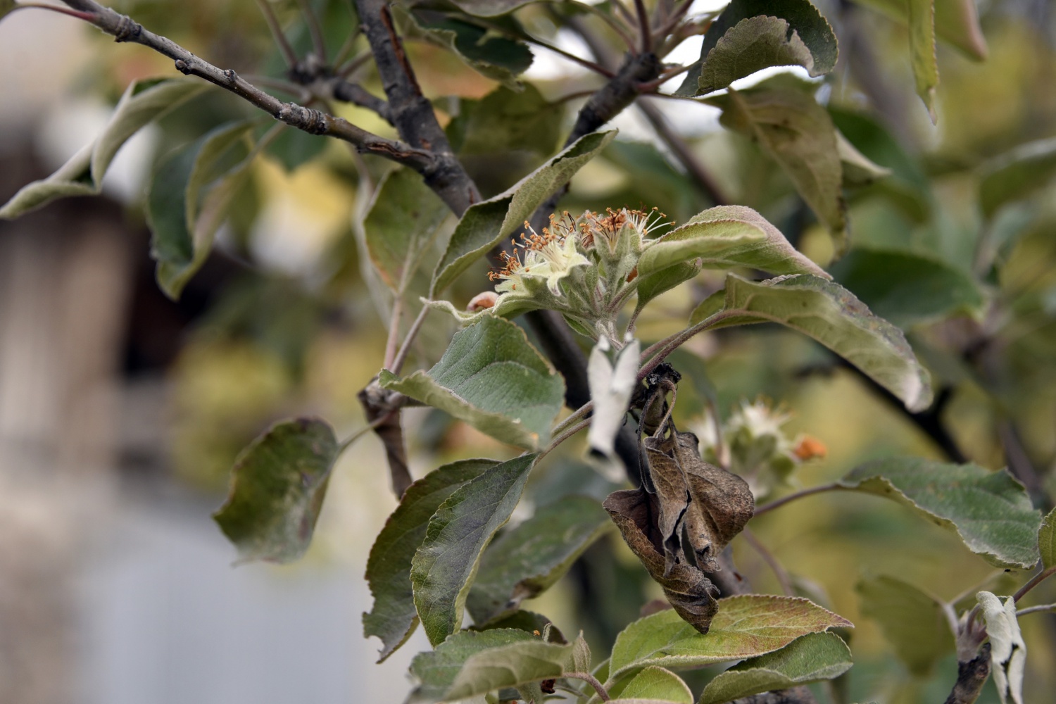 Kışı beklerken Kasım ayı ortasında elma ağacı çiçek açtı 8
