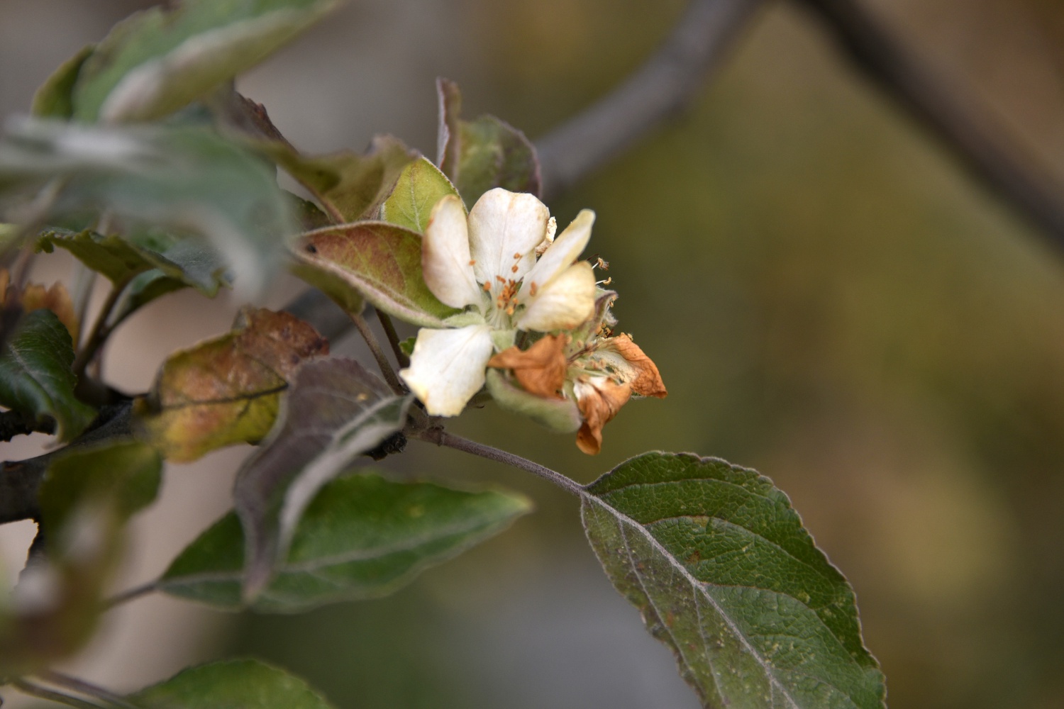 Kışı beklerken Kasım ayı ortasında elma ağacı çiçek açtı 6