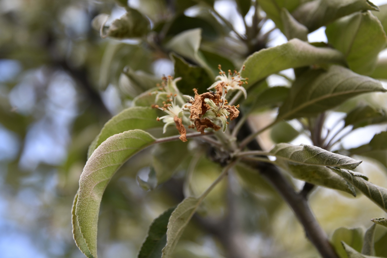 Kışı beklerken Kasım ayı ortasında elma ağacı çiçek açtı 10