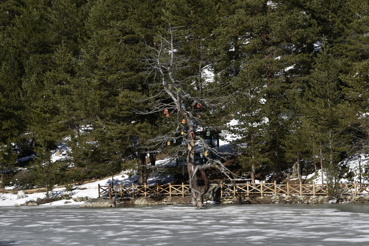 Limni Gölünde sezon hızlı başladı 13