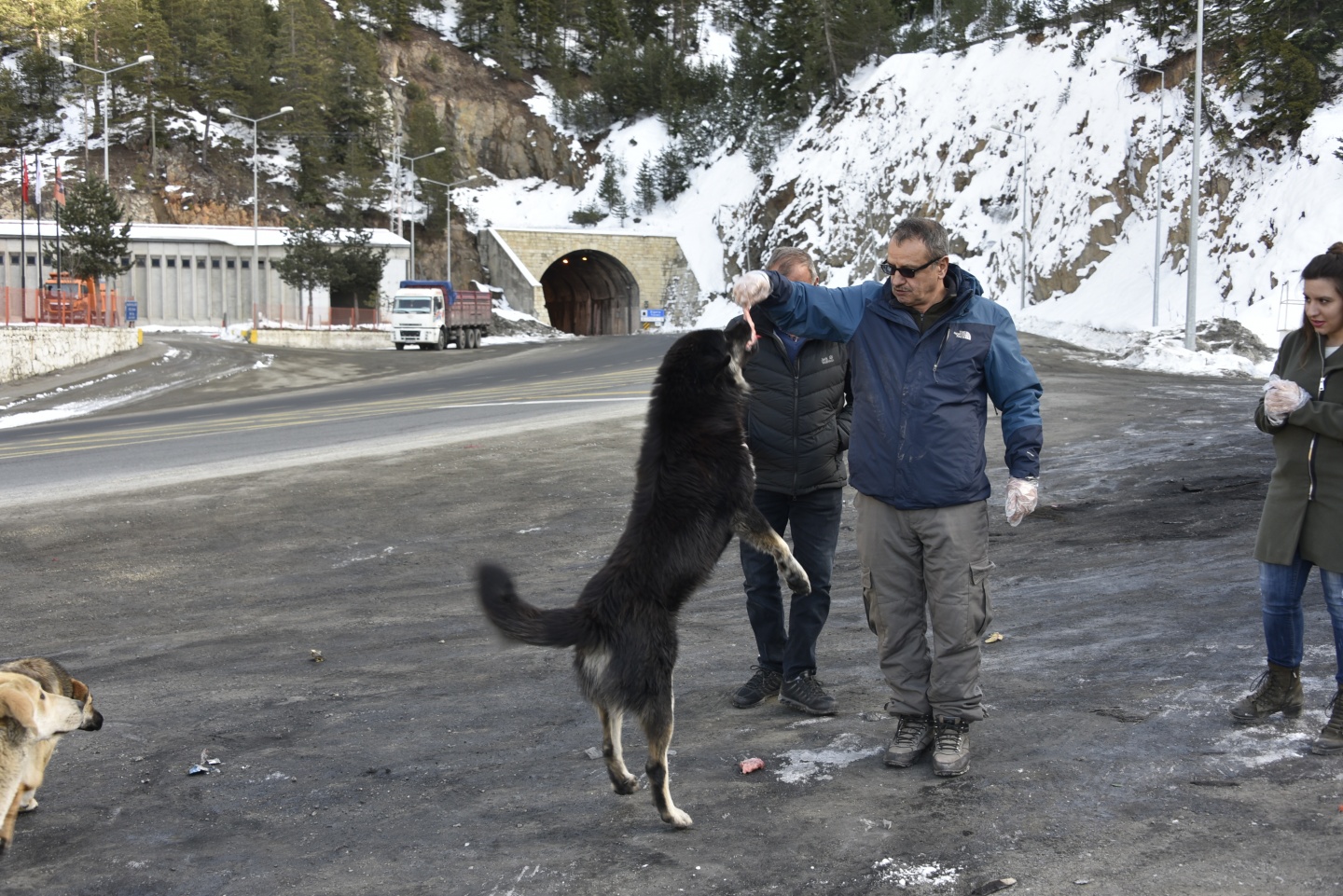 Gümüşhane’de yoğun kış şartlarında yaban hayatı unutulmuyor 12