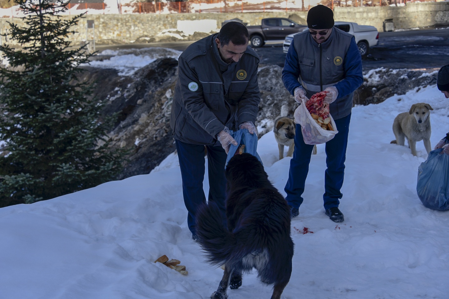 Gümüşhane’de yoğun kış şartlarında yaban hayatı unutulmuyor 13