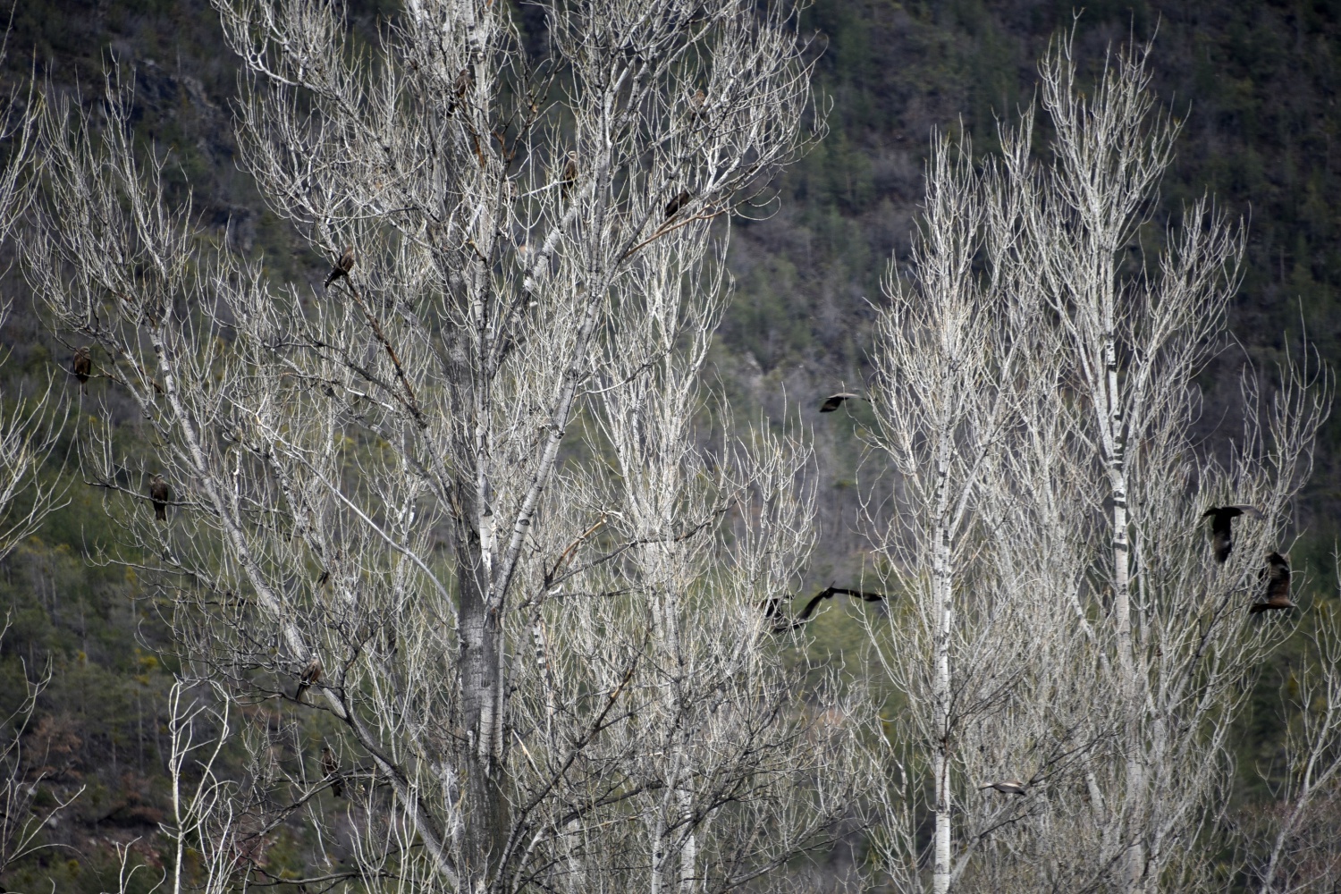 Gökyüzünü sardılar, Gümüşhane’de ilk kez görüntülendiler 13