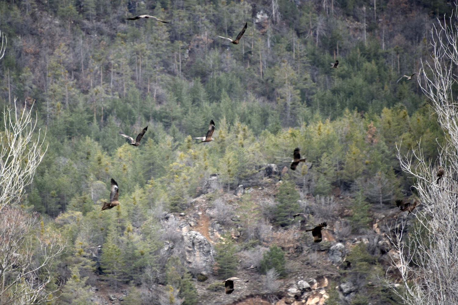 Gökyüzünü sardılar, Gümüşhane’de ilk kez görüntülendiler 8