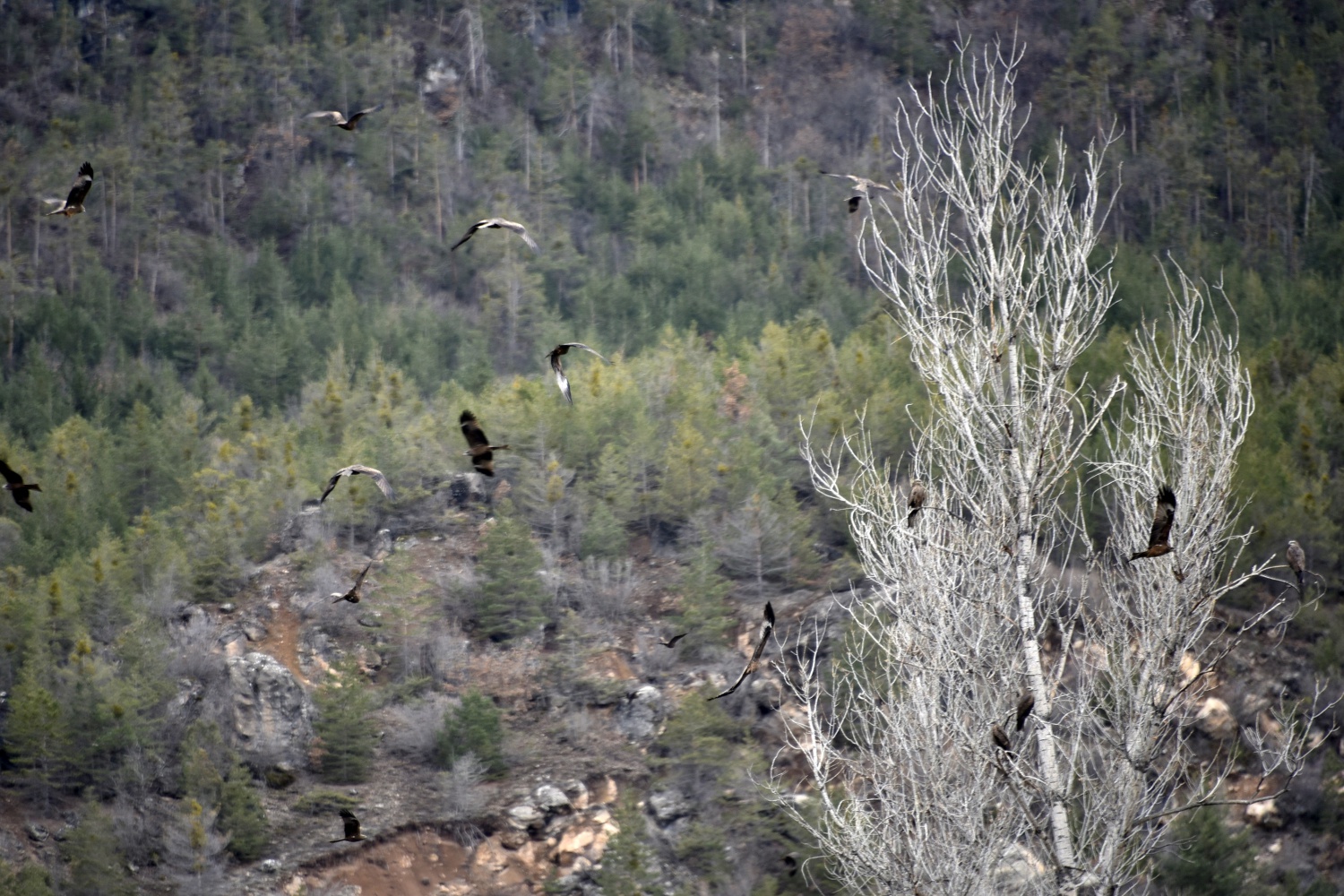 Gökyüzünü sardılar, Gümüşhane’de ilk kez görüntülendiler 7