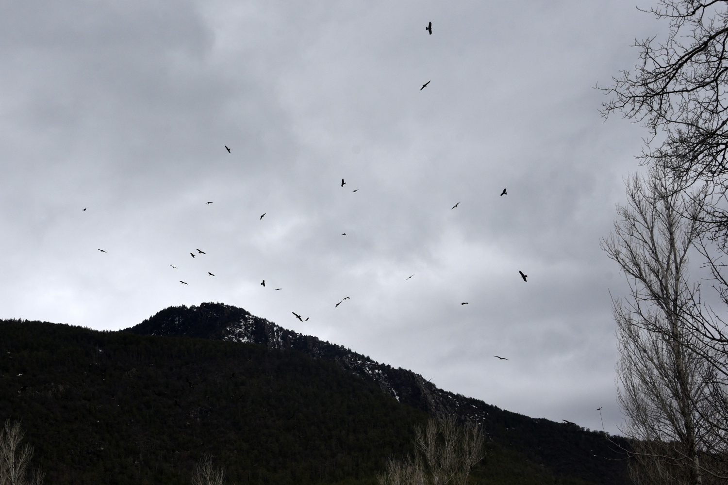 Gökyüzünü sardılar, Gümüşhane’de ilk kez görüntülendiler 12