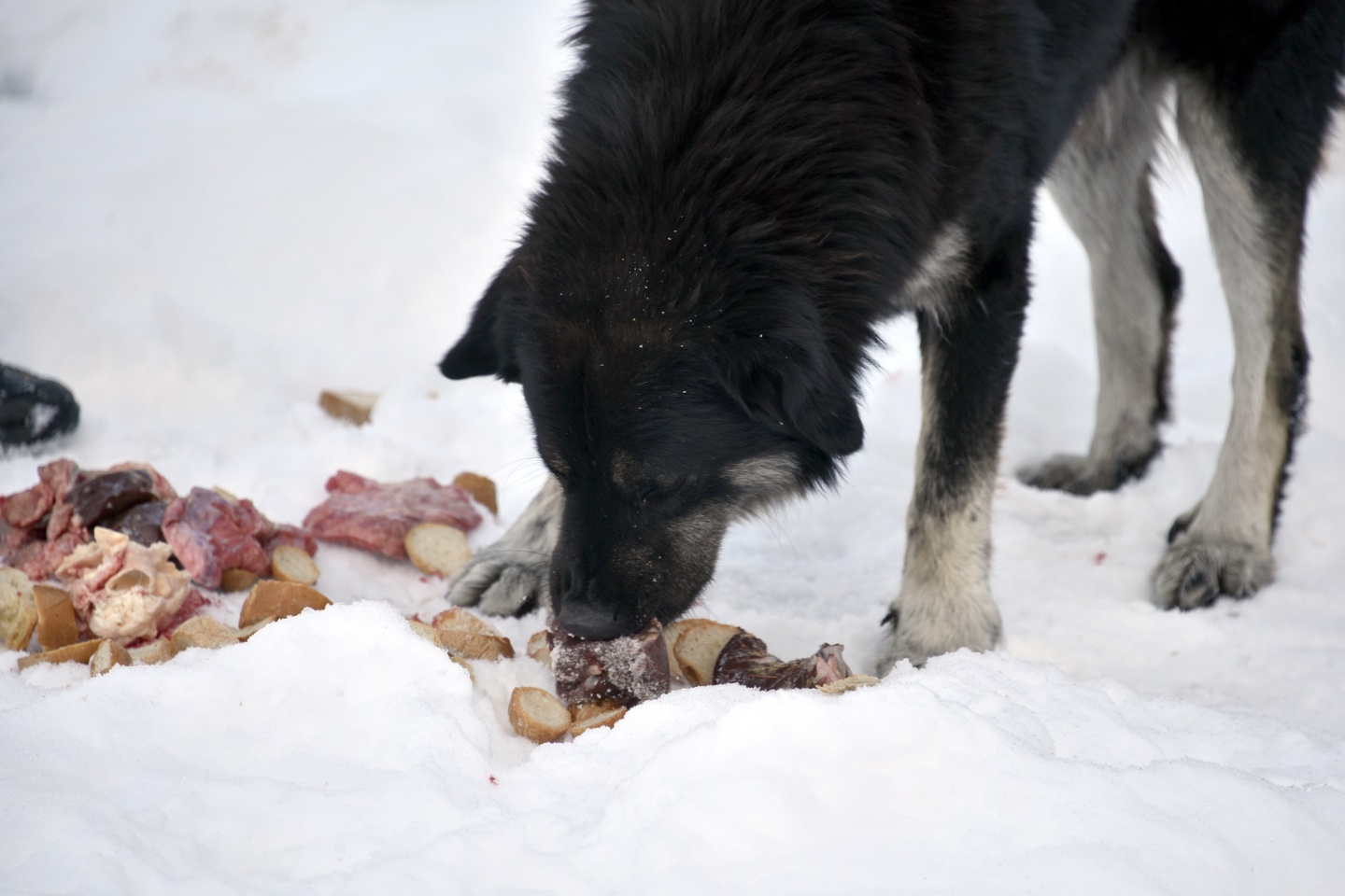 Gümüşhane’de yoğun kış şartlarında yaban hayatı unutulmuyor 14
