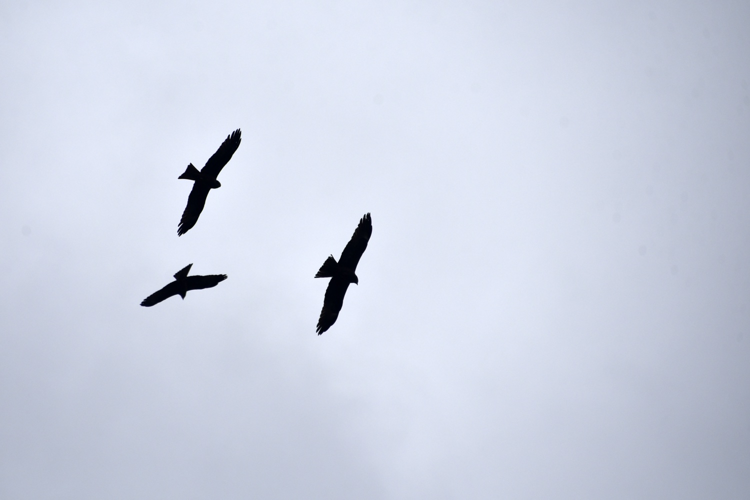 Gökyüzünü sardılar, Gümüşhane’de ilk kez görüntülendiler 2