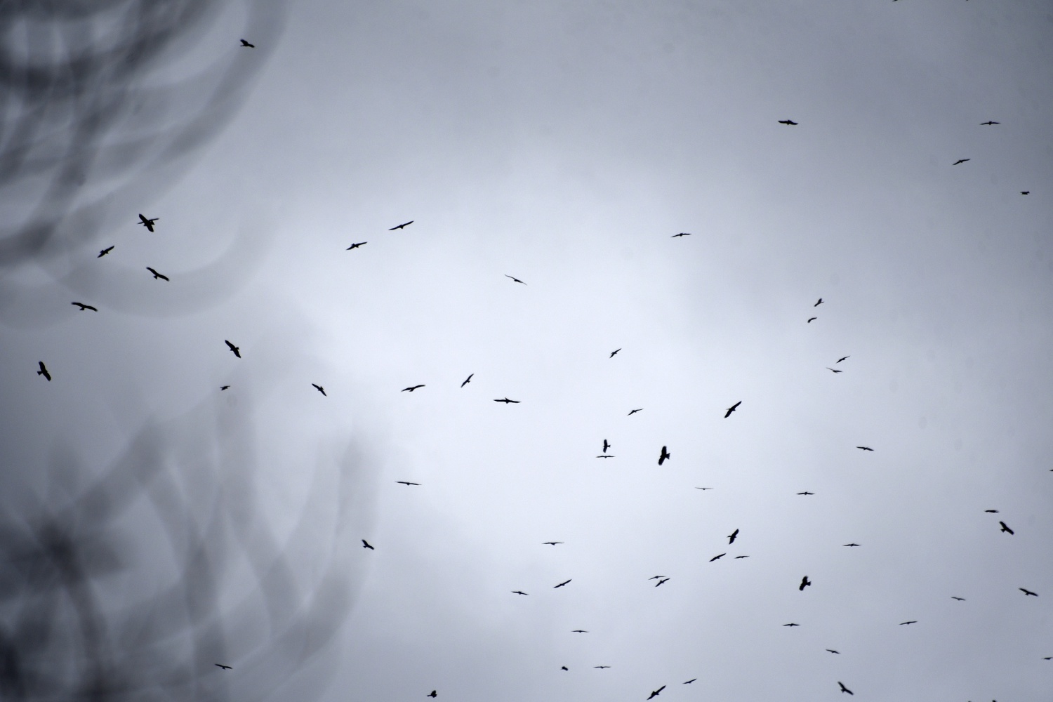 Gökyüzünü sardılar, Gümüşhane’de ilk kez görüntülendiler 3