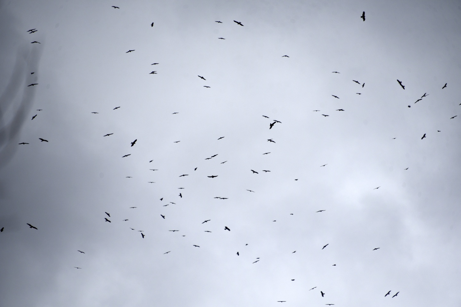 Gökyüzünü sardılar, Gümüşhane’de ilk kez görüntülendiler 15