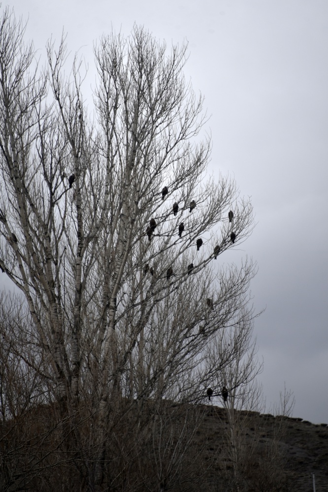 Gökyüzünü sardılar, Gümüşhane’de ilk kez görüntülendiler 16
