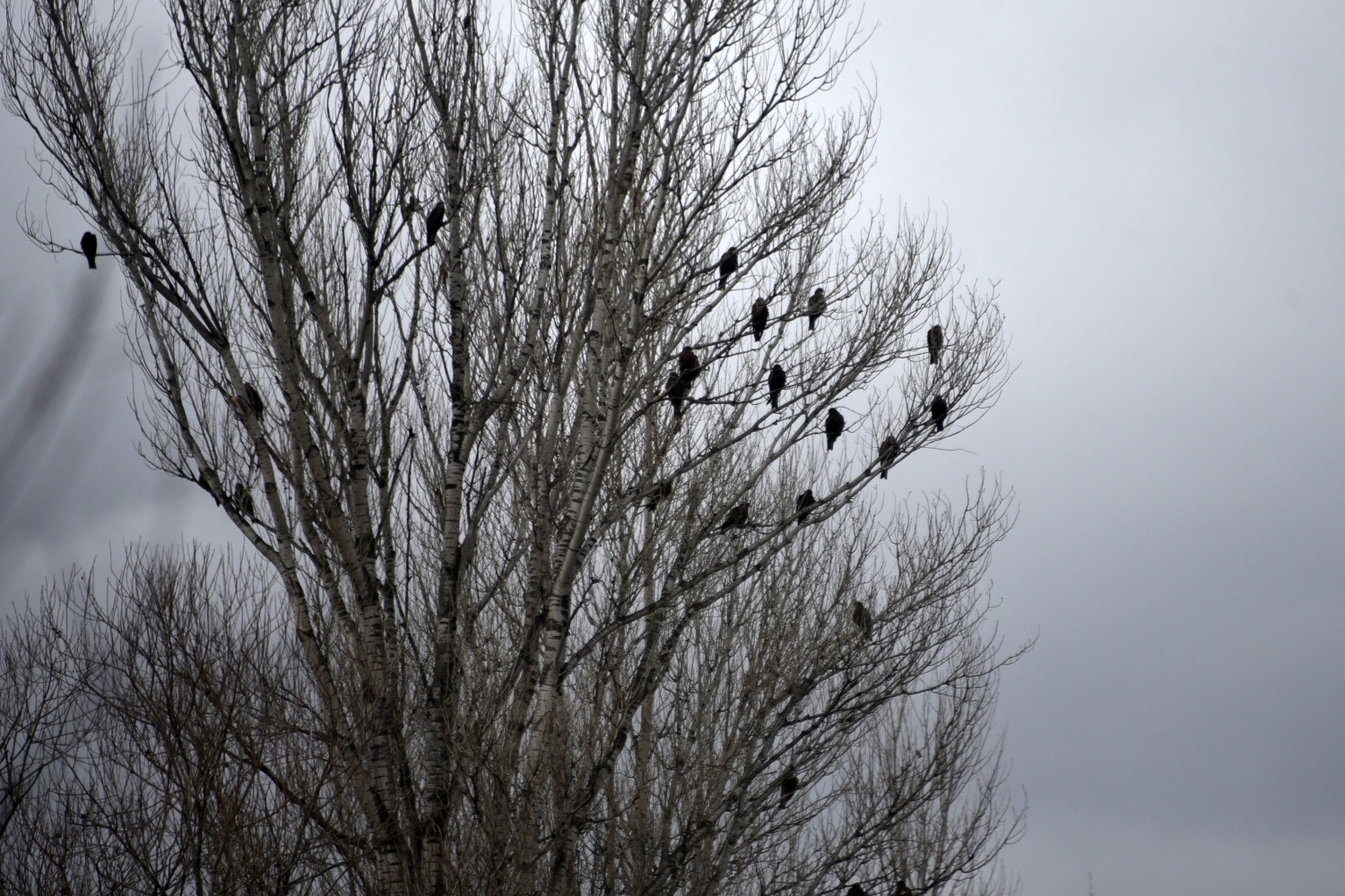 Gökyüzünü sardılar, Gümüşhane’de ilk kez görüntülendiler 14