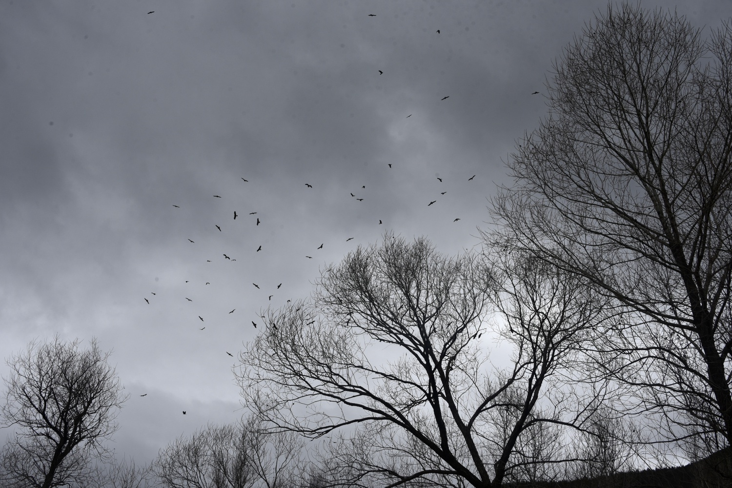 Gökyüzünü sardılar, Gümüşhane’de ilk kez görüntülendiler 9