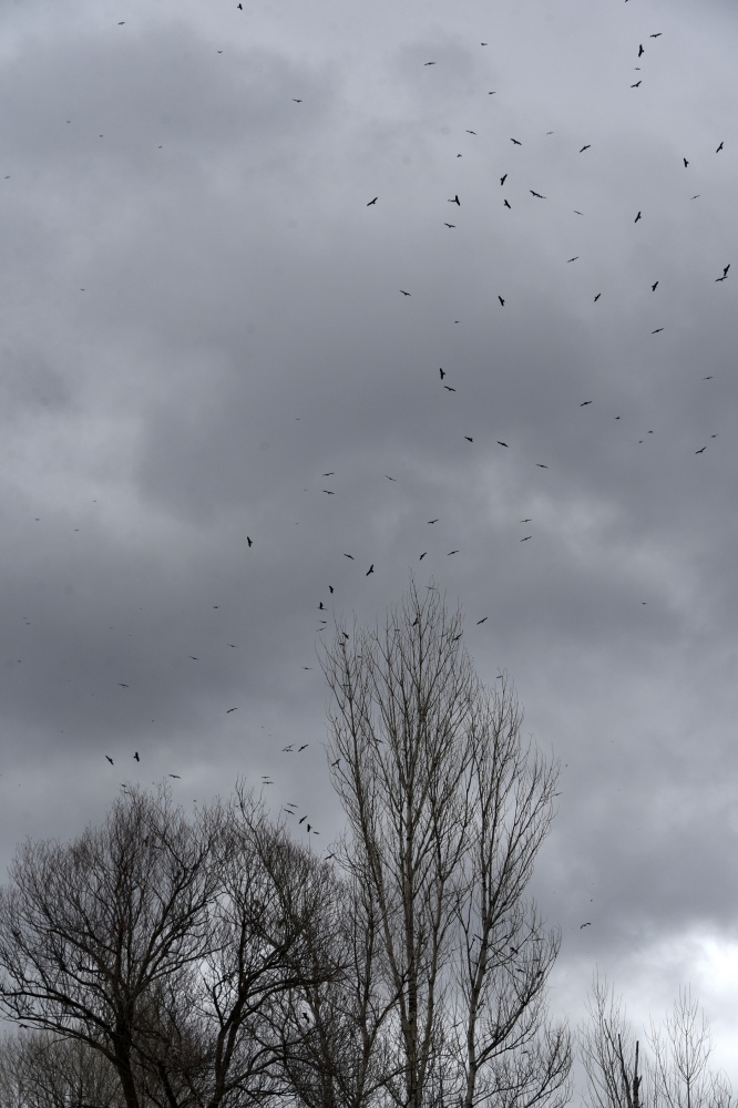 Gökyüzünü sardılar, Gümüşhane’de ilk kez görüntülendiler 11