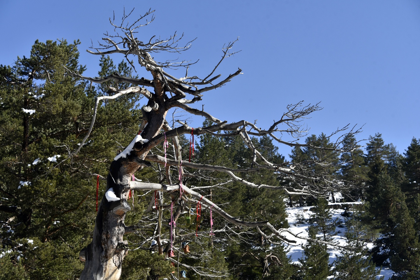 Limni Gölünde sezon hızlı başladı 29