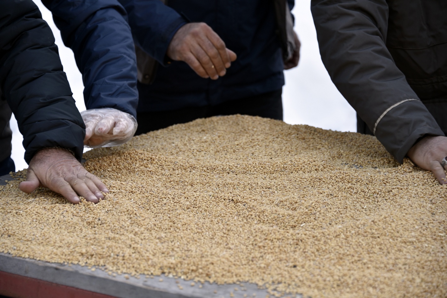 Gümüşhane’de yoğun kış şartlarında yaban hayatı unutulmuyor 19