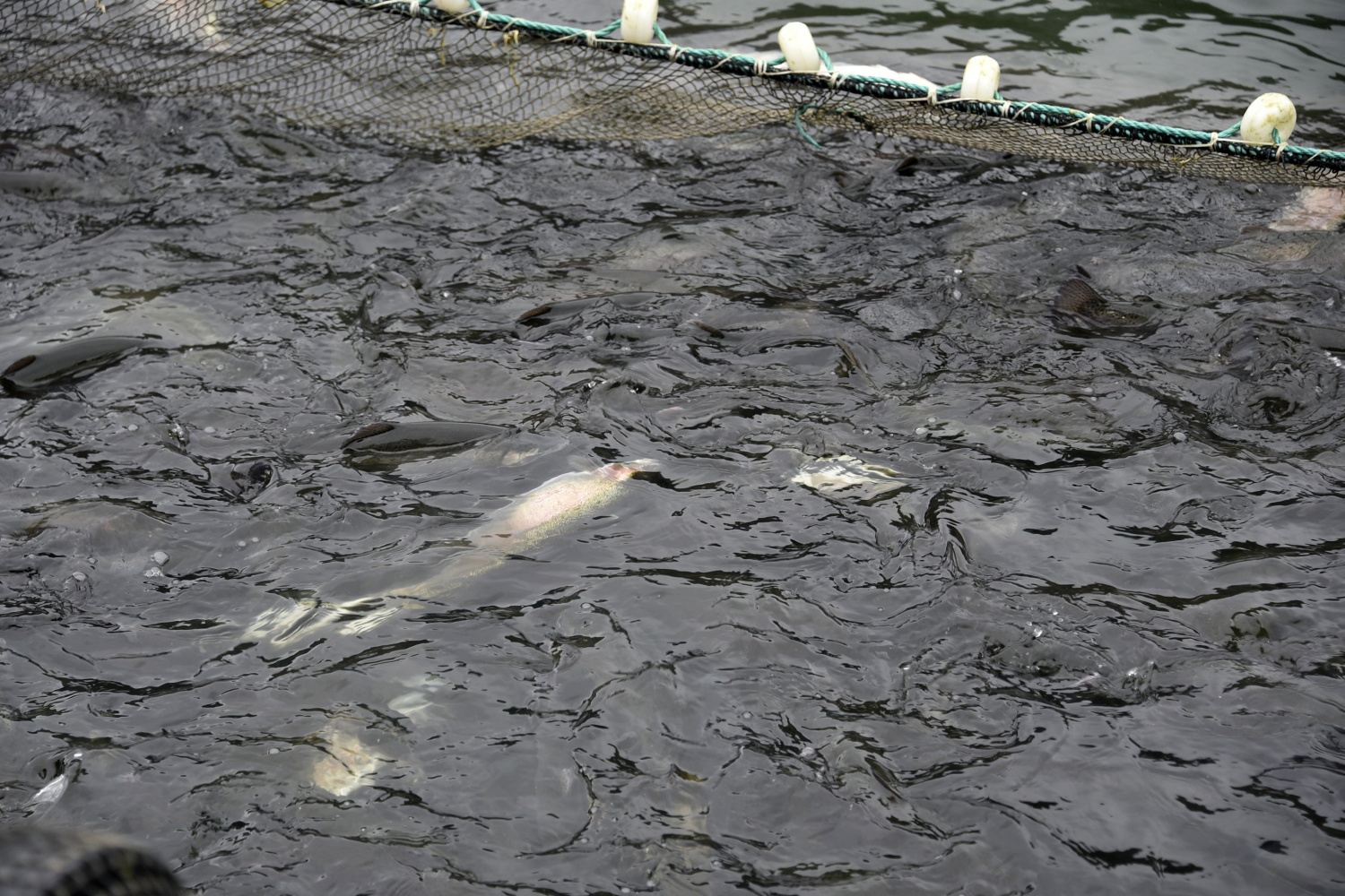 12 bin nüfuslu ilçeden milyon nüfuslu ülkelere balık ihraç ediliyor 1