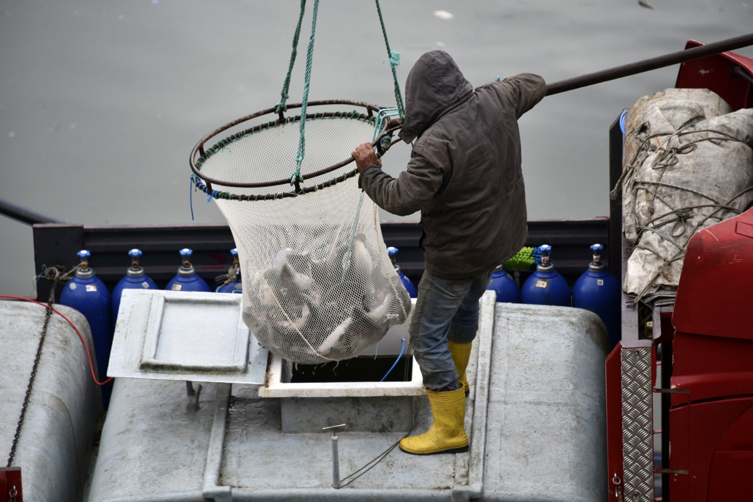 12 bin nüfuslu ilçeden milyon nüfuslu ülkelere balık ihraç ediliyor 9