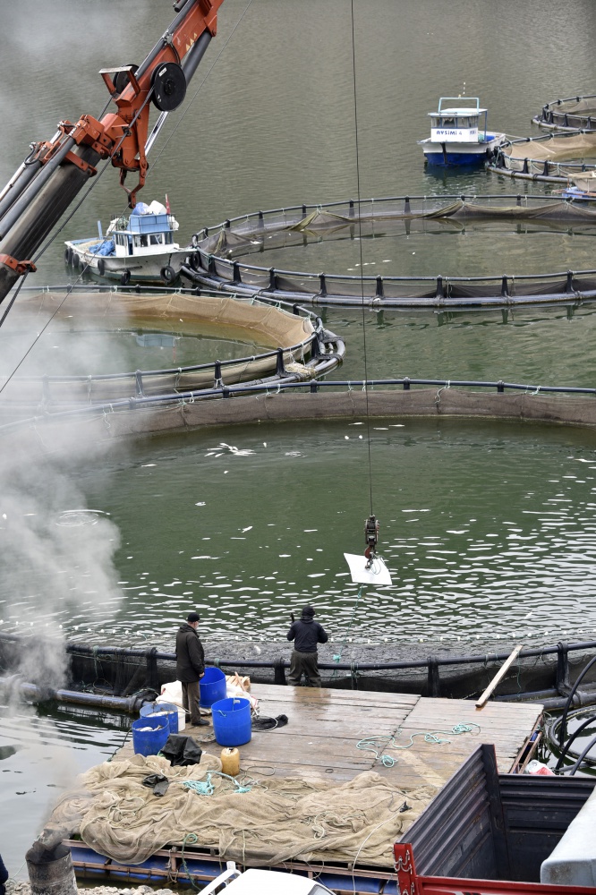 12 bin nüfuslu ilçeden milyon nüfuslu ülkelere balık ihraç ediliyor 15