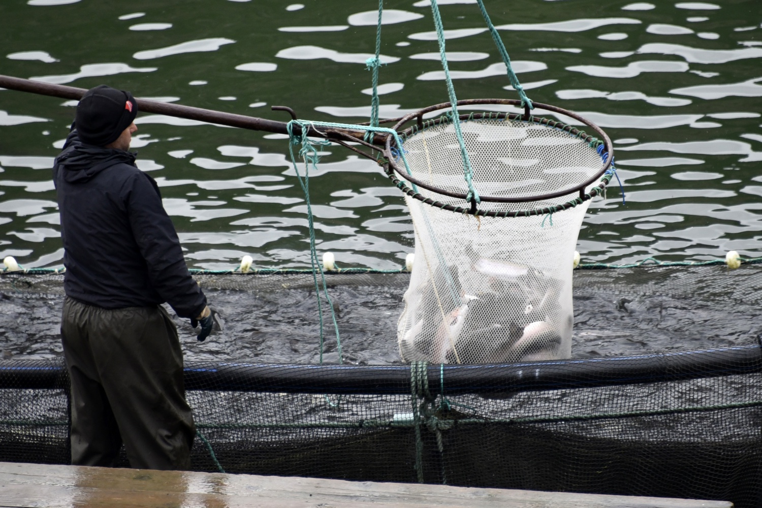 12 bin nüfuslu ilçeden milyon nüfuslu ülkelere balık ihraç ediliyor 12